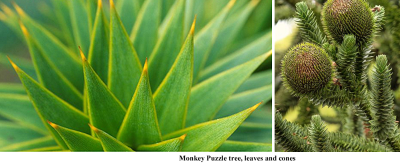 Monkey Puzzle tree leaves+cones